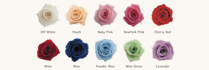 ���C���̂��Ԃ�10�F�̒�����P�F���I�т��������܂��B